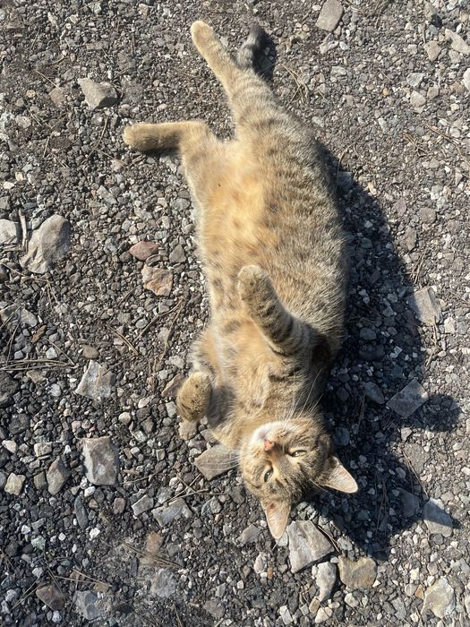 Oddam kotke w dobre ręce