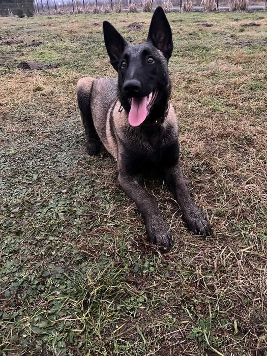 Хлопчик та дівчинка щенята бельгийской вівчарки малінуа!