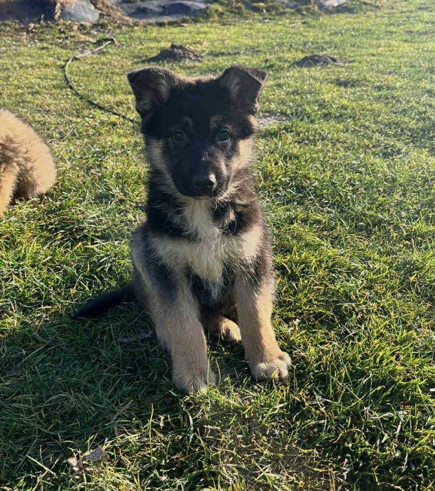 Owczarek niemiecki Husky