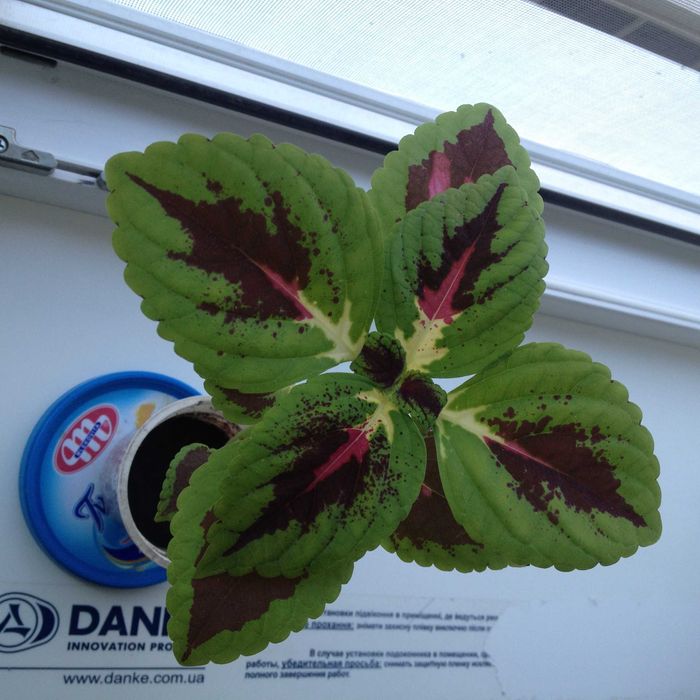 Колеус большие саженцы