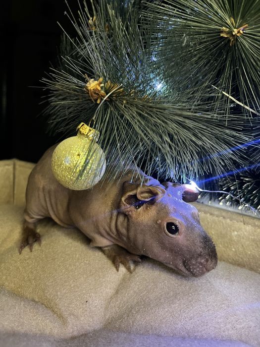 Морская свинка (скинни)