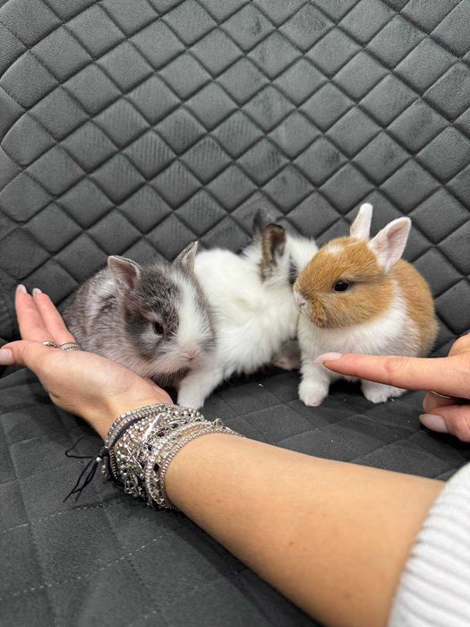 Мінілоп карликовий коротковухий кролик мікро