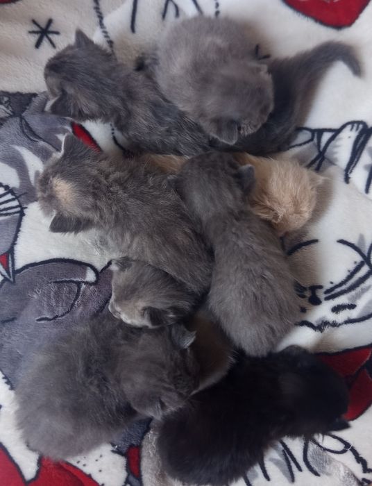 Віддаємо безкоштовно кошенят