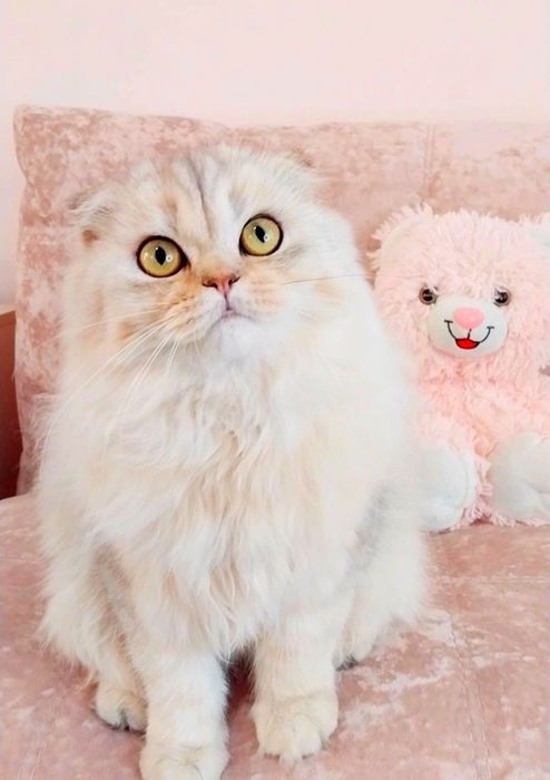 Казковий шотландський котик