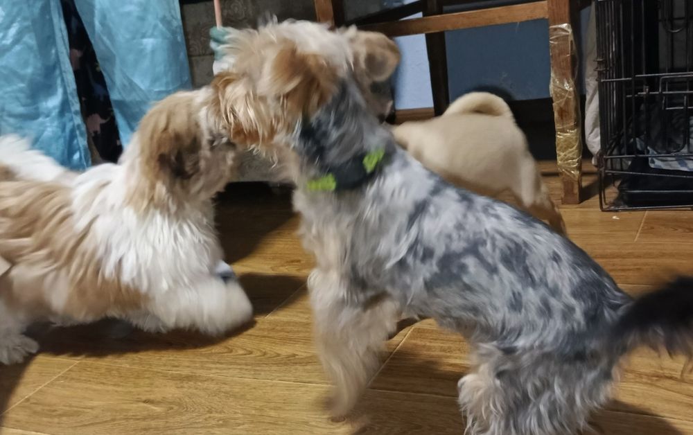 Хлопчики мерльові йоркширські терьери .5,5 міс