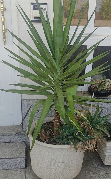 Planta Fiteira (Cordyline australis (G. Forst.) Endl.)