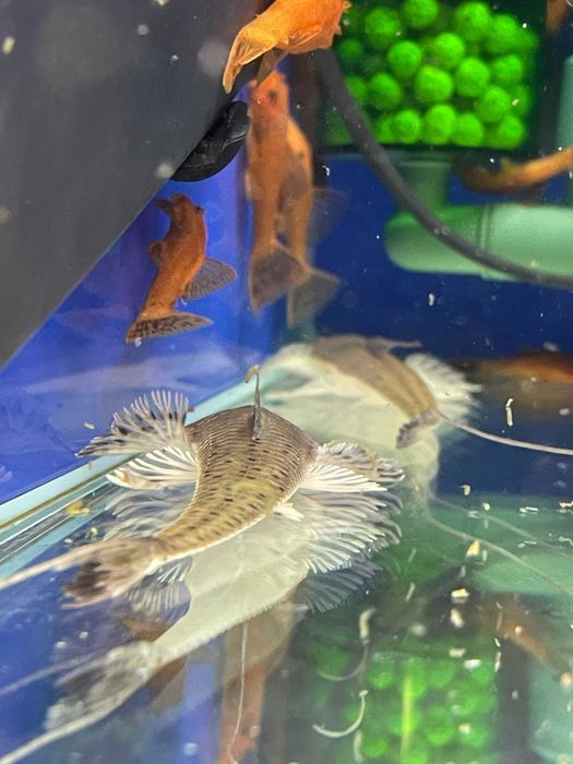 Planiloricaria cryptodon WF/F0