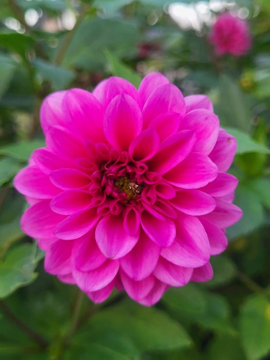 Dalie różowe duże karpy