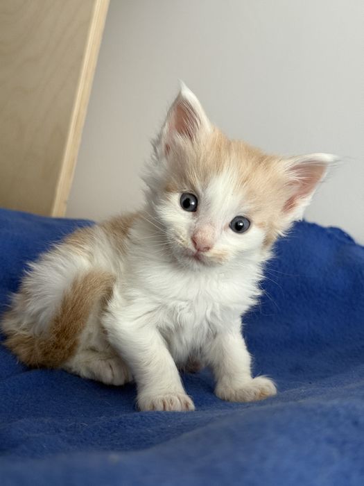 Kocurek Maine Coon do rezerwacji