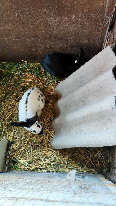 Króle do sprzedania