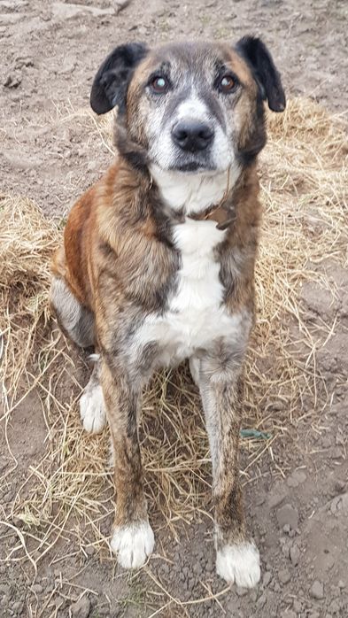 Pies znaleziony , Morawin, Gmina Ceków-Kolonia