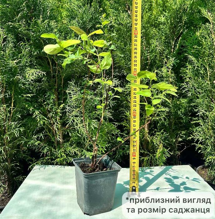 Саджанці врожайної лохини та жимолості горщику + Подарунок
