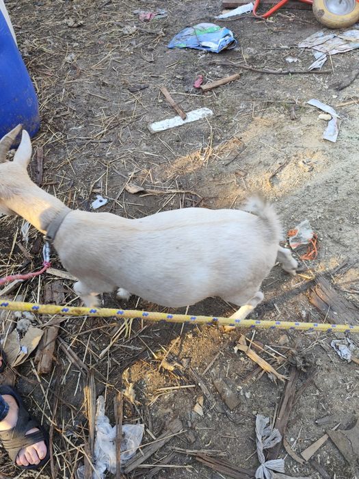 Cabras micro anãs