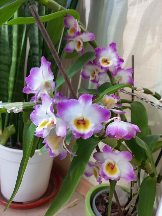 Дендробіум нобіле