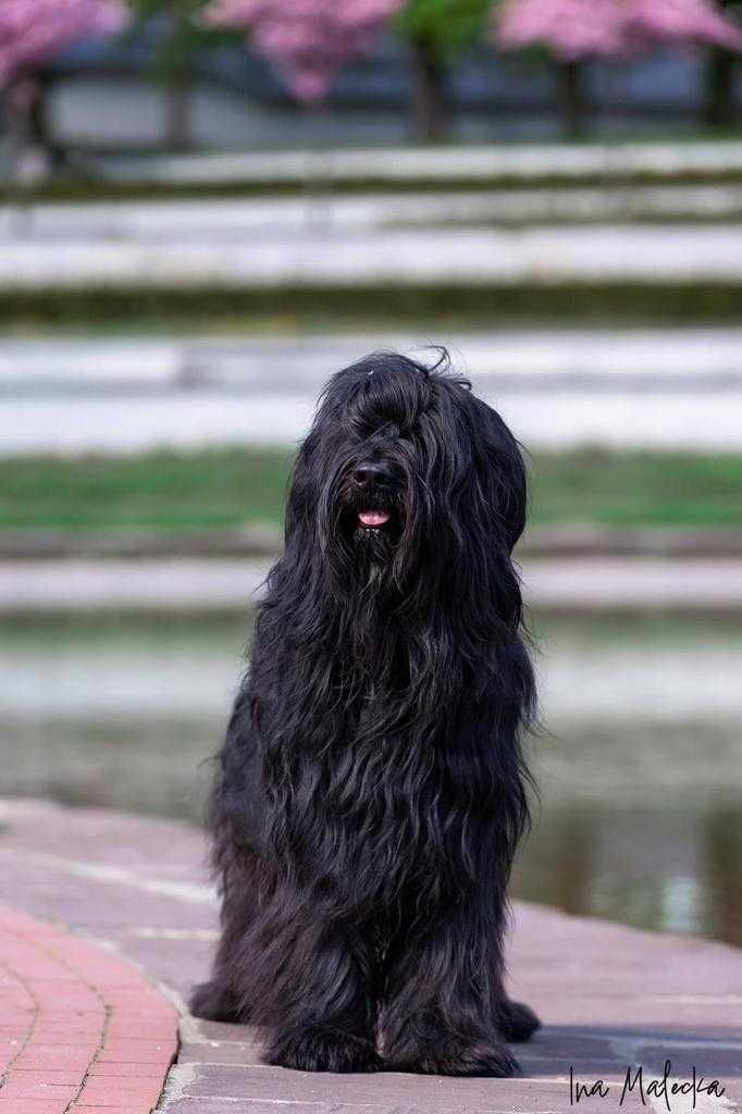 Briard olx hot sale