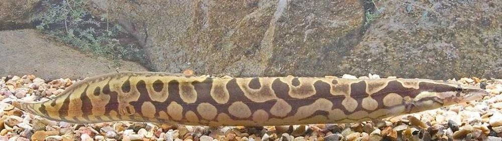 Экзотические рыбки