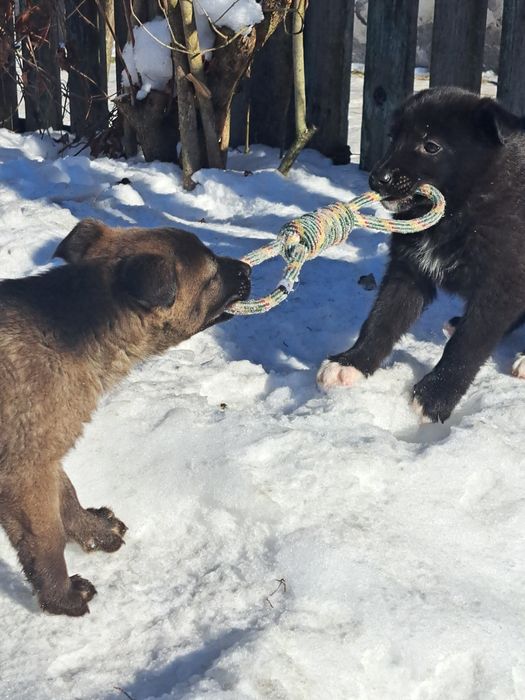 Цуценята в добрі руки.