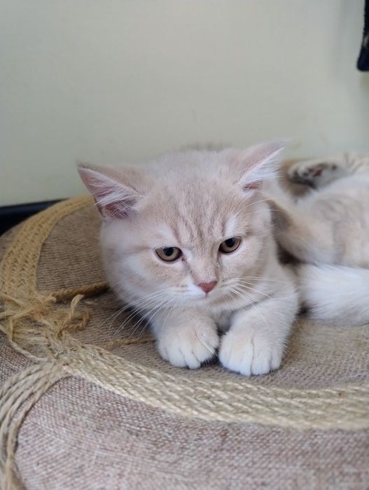 Шотландське кошеня хлопчик