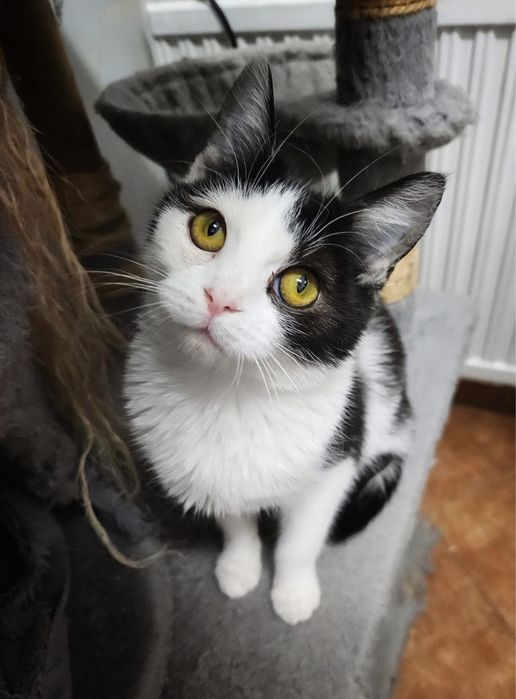 Malutka Szaza nadal bez domu…