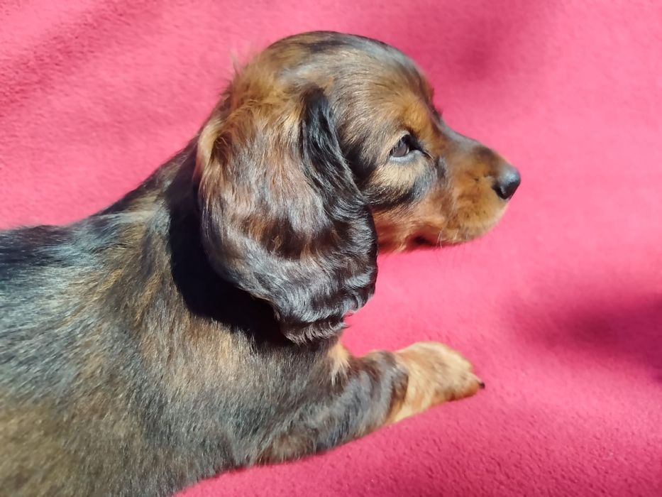 Jamnik długowłosy Standard