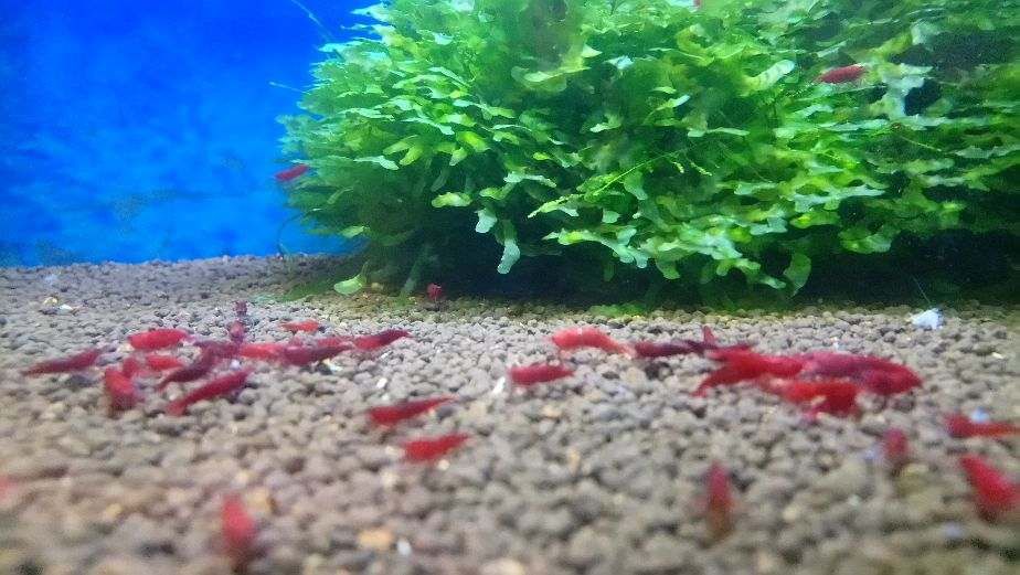 MISIEKZOO Krewetki - Krewetki Bloody Mary tylko 6 zł