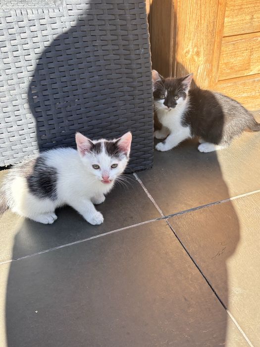 Kotki do adopcji