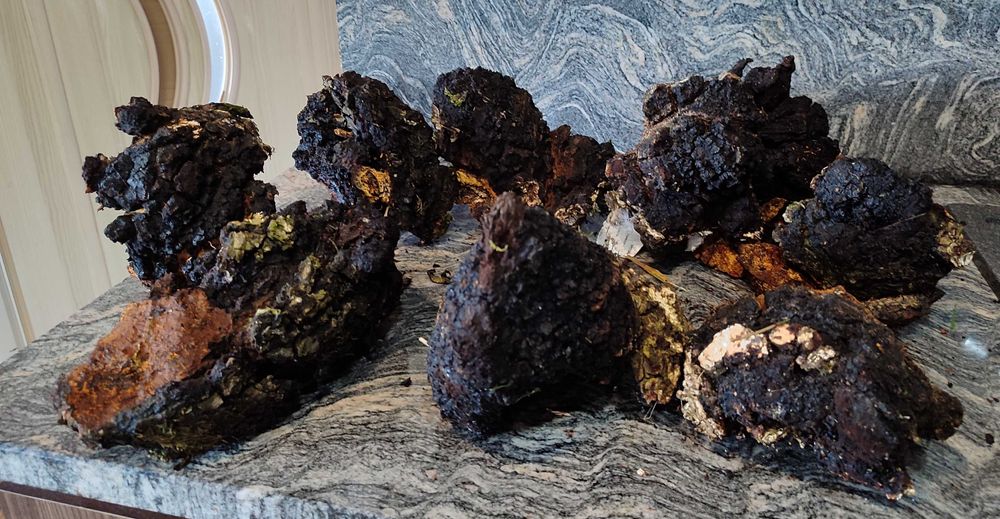 Czaga ,czyr ,czarna huba