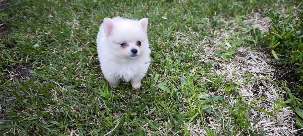 Spitz alemão anão fêmea  Lulu da Pomerânia