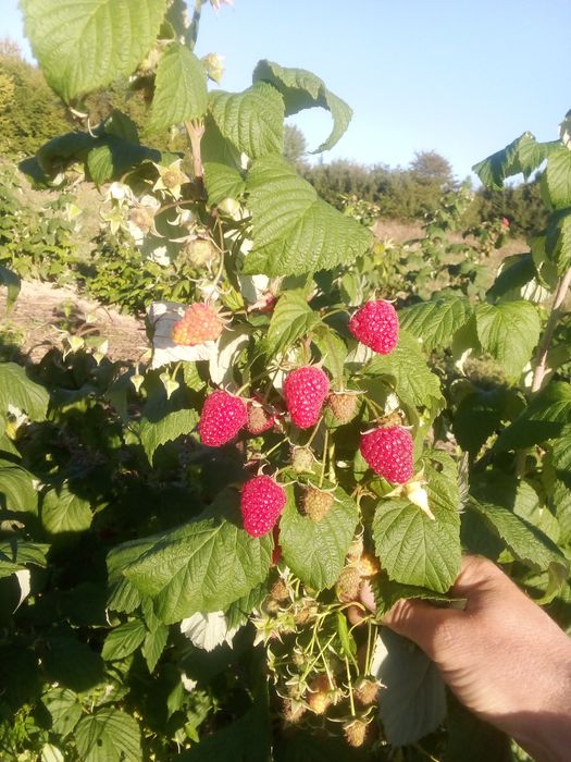 Продам саджанці малини полана