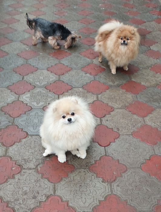 Померанский шпиц девочка крем окраса,КСУ.