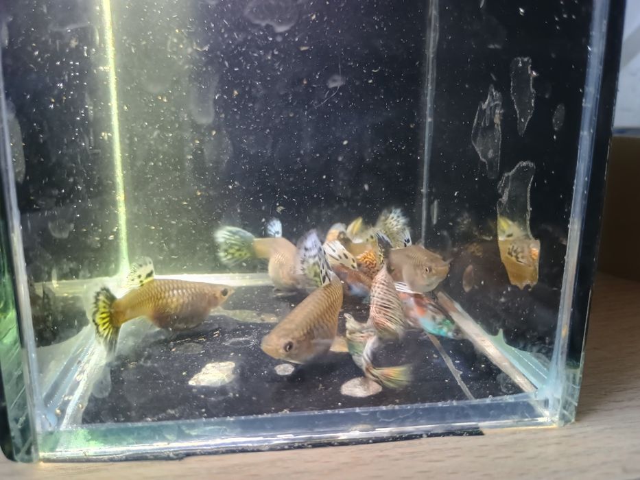 Gupik Tiger King cobra Green multicolor duże sztuki