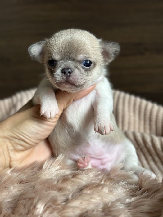 CHIHUAHUA dziewczynka  MINI :)