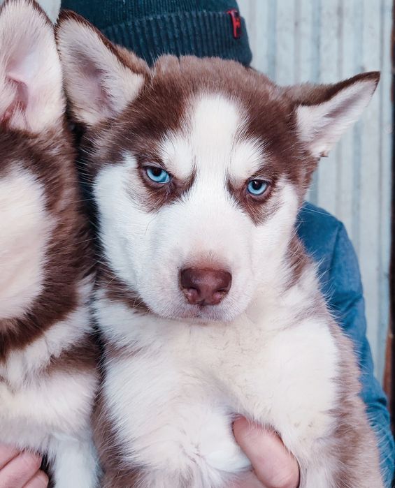 Сибірський хаскі - продаж