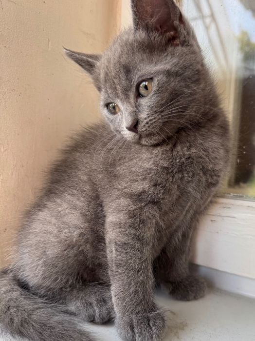 Котики шукають нову домівку