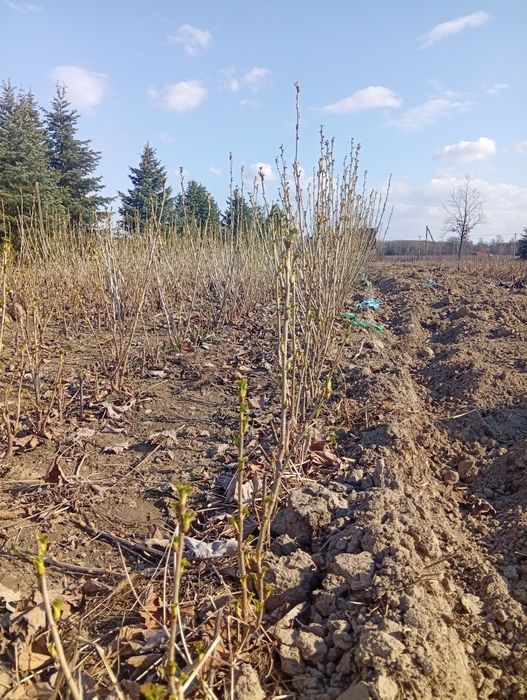 Sadzonka porzeczki czarnej tisel