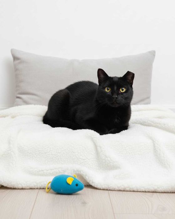 Setúbal / Margem Sul / Lisboa — PICAS, gatinha para adoção