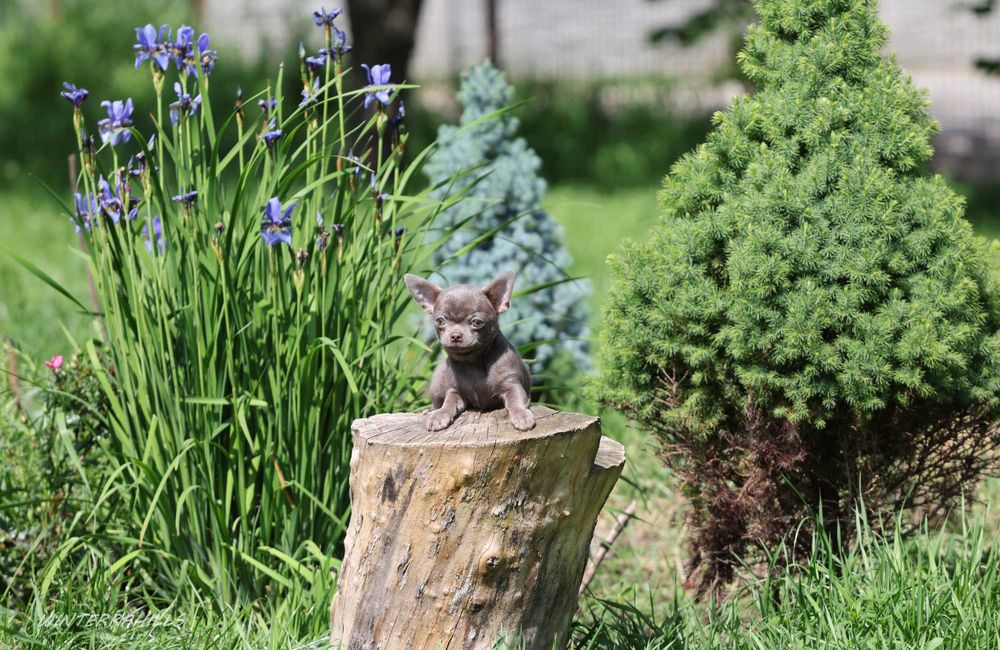 Хлопчик  ~ Чіхуахуа лілового окрасу КСУ