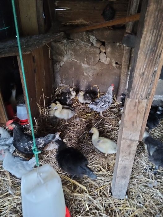 Patos mudos e garnizos