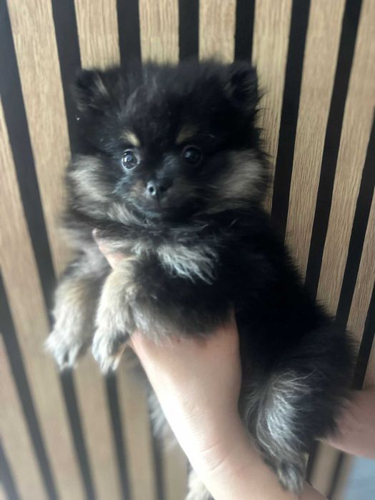 Pomeranian szpic