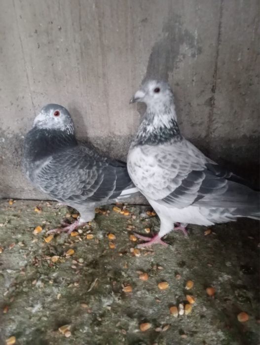 Pombos Correios em Braga