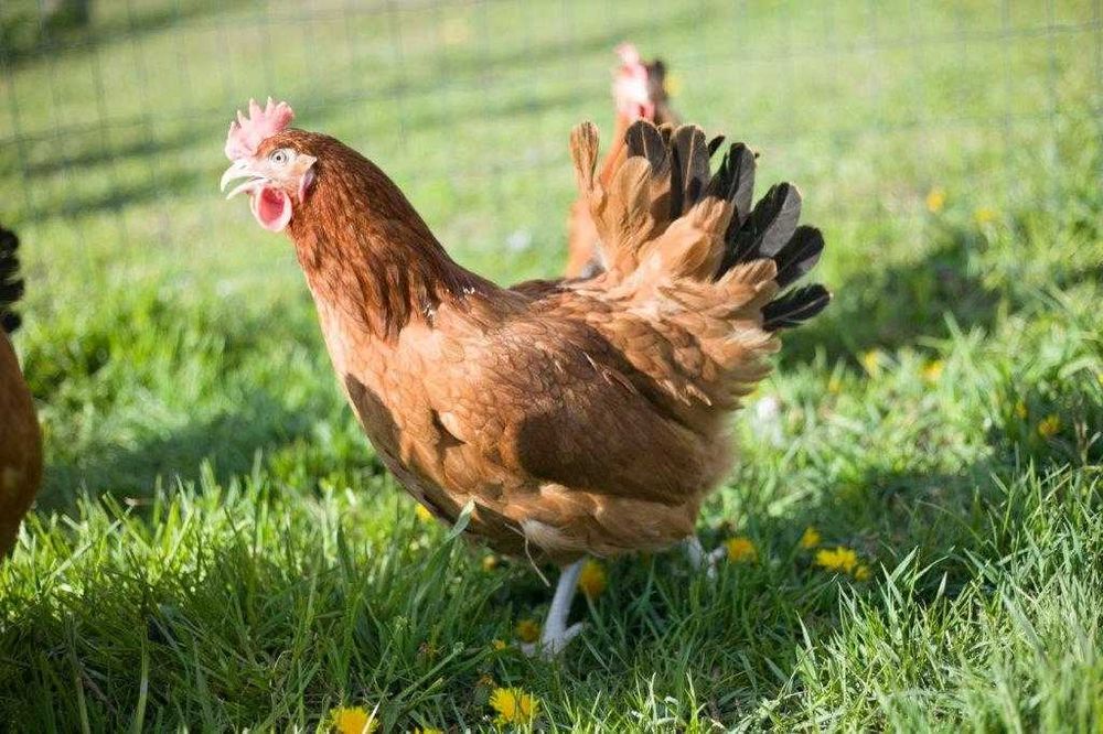 Kurki kokoszki nioski Rosa brązowa na wybieg odchowana dowóz Gratis