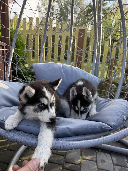 Oddam szczeniaki Siberian Husky