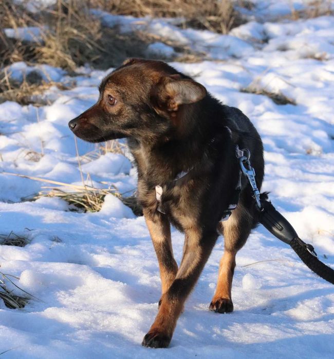 Xemira – mała iskra radości