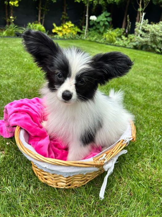 PAPILLON - spaniel kontynentalny miniaturowy- ZKwP/FCI