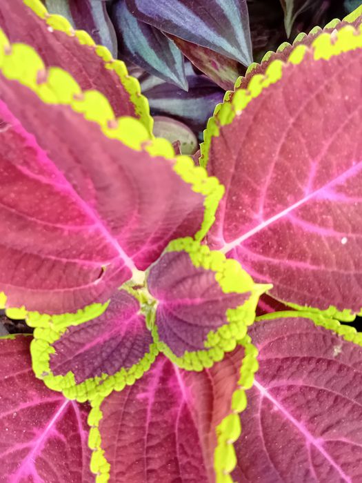 Coleus Solenostemon scutellarioides