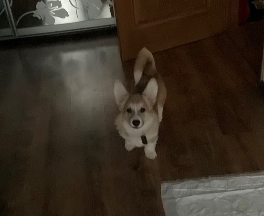 Продам щенка корги