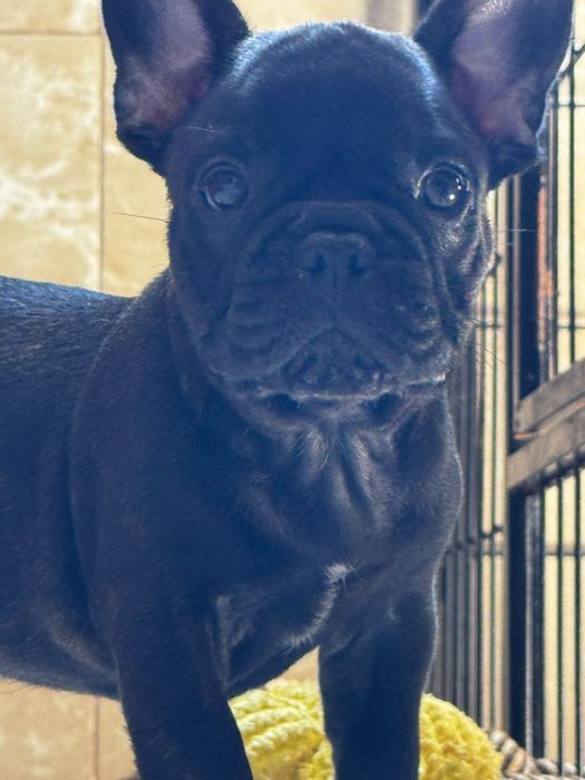 Bulldog Francês Top