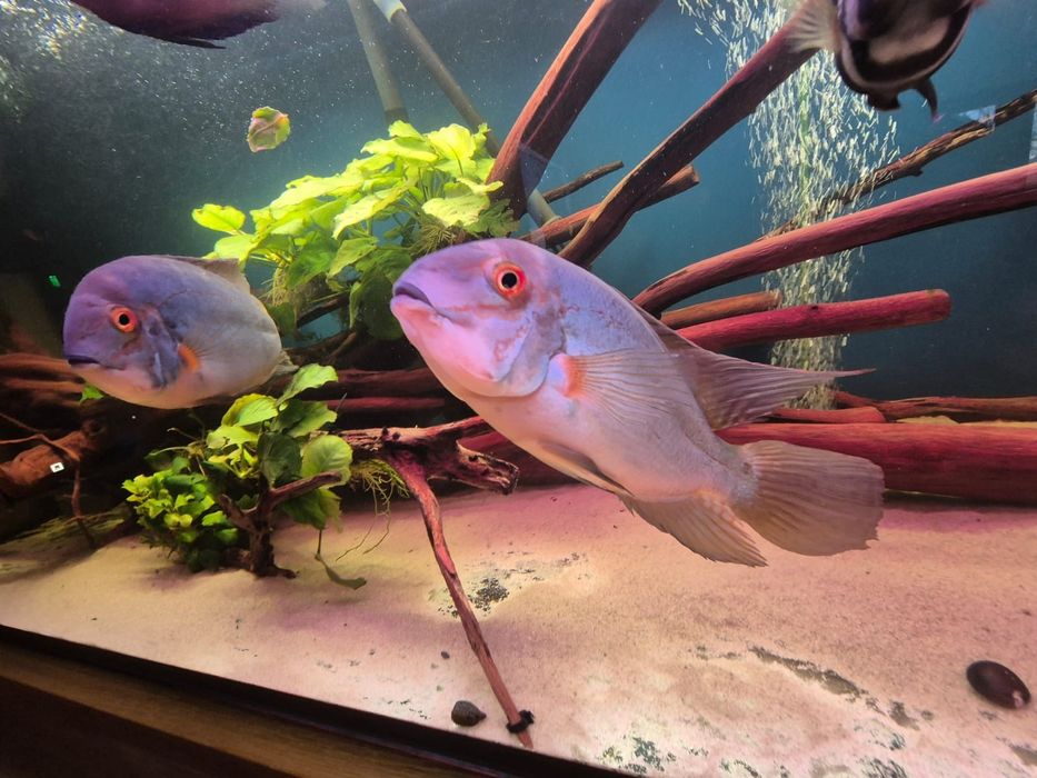 Hoplarchus psittacus para >25cm