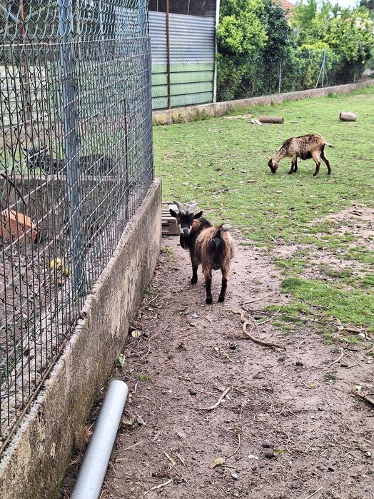 Chibo anão com 1 anoa