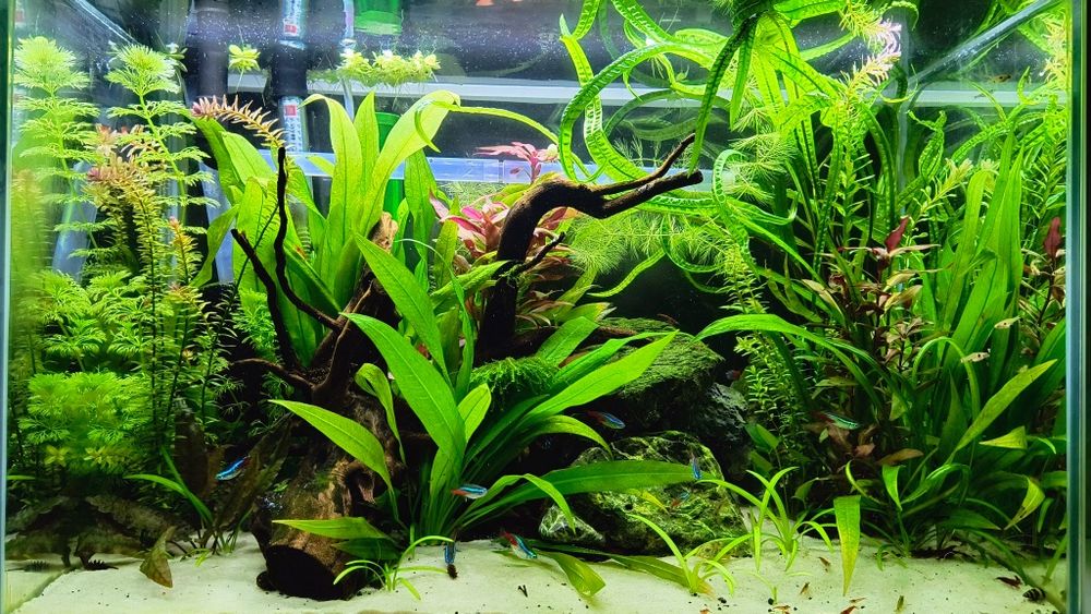 Piękne i zdrowe Akwarium 80l  z życiem i wszelkimi akcesoriami